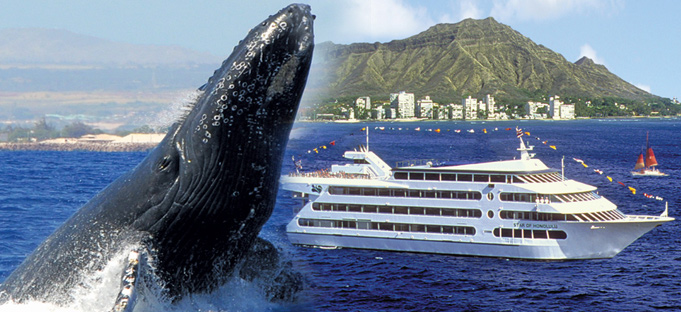 Oahu Whale Watching