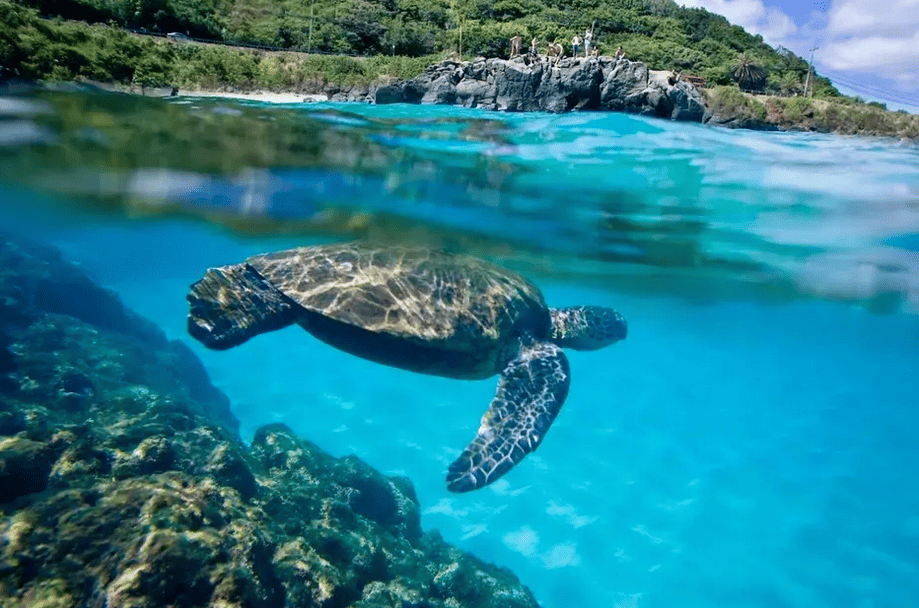 Hawaii Turtle Tours - Northshore Circle Island Tour Adventure