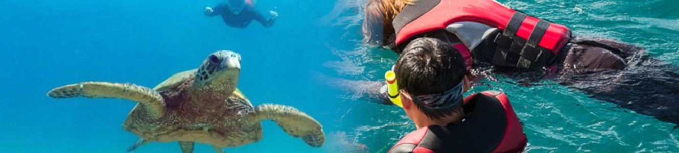 E Sea Diver Hawaii – Waikiki Turtle Snorkel E Sea Diver Hawaii – Waikiki Turtle Snorkel
