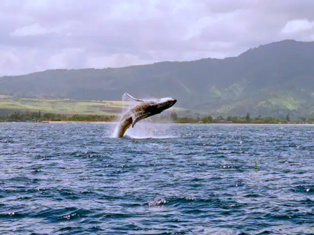 North Shore Catamaran - Whale Watching Cruise North Shore Catamaran - Whale Watching Cruise