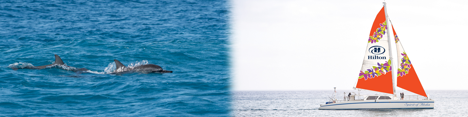 Port Waikiki Cruises - Spirit of Aloha Waikiki Whale Watch Cruise 