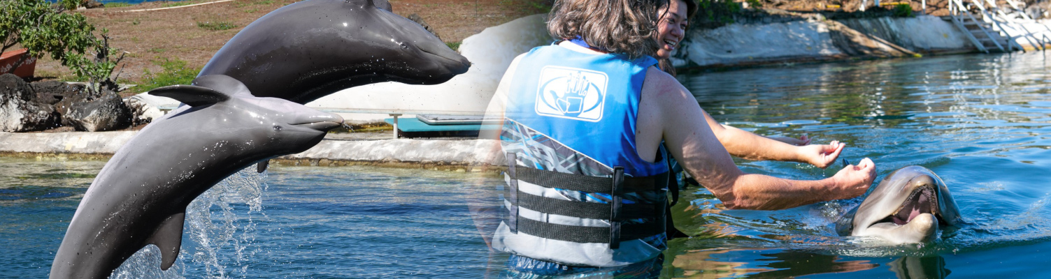 Sea Life Park Hawaii Dolphin Aloha