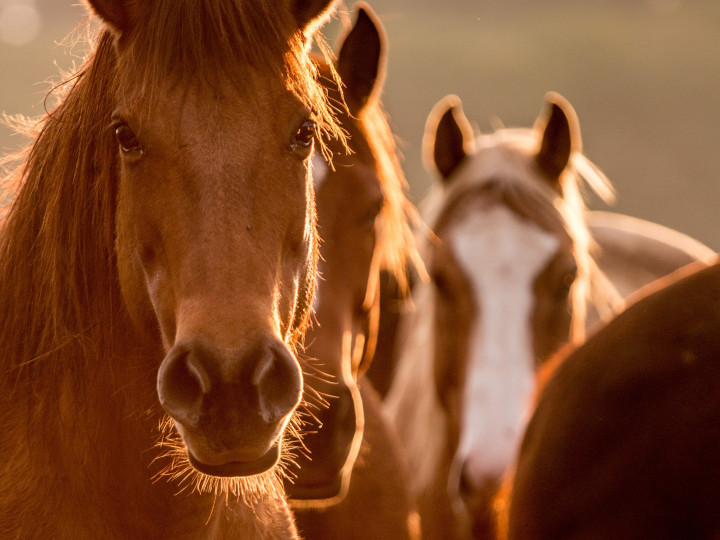 Gunstock Ranch - Sunset Rides 