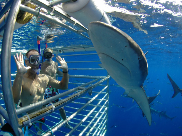 hawaii shark encounters shark cage experience