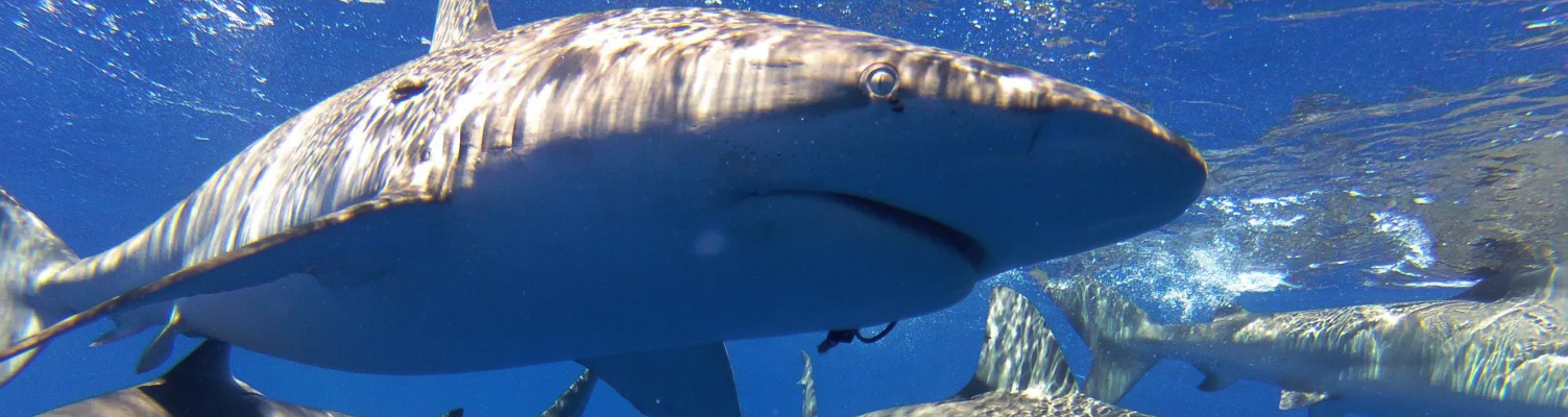oahu-discount-shark-cage-encounters-north-shore-oahu.jpg