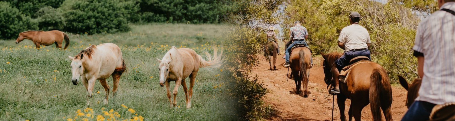 oahu-horseback-riding(1).jpg