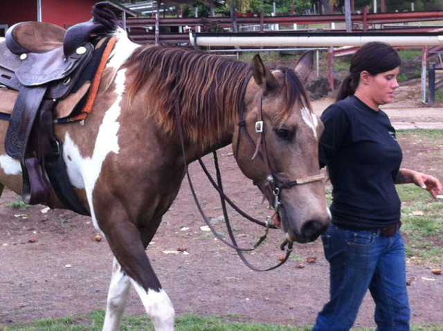 oahu horseback riding