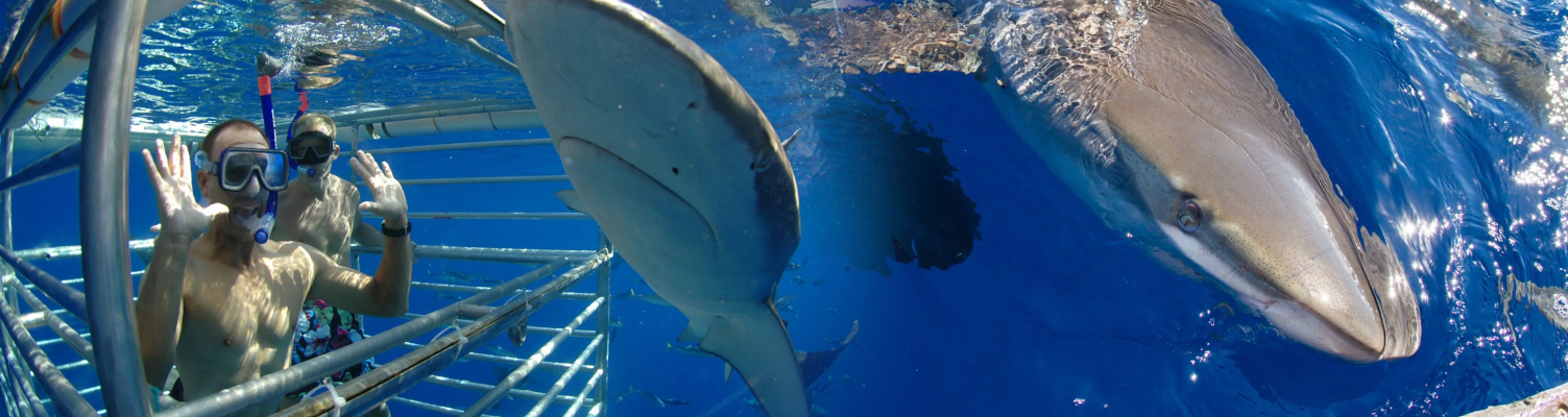 oahu shark cage encounters hawaii