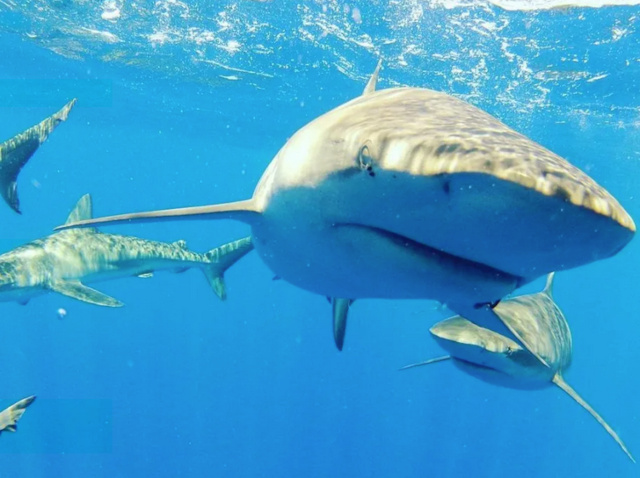 oahu shark encounters