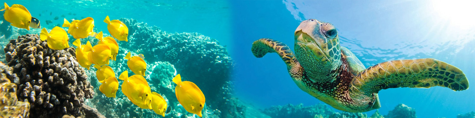 Hawaii Nautical - Turtles Guaranteed Snorkel Sail (Kewalo Harbor) 