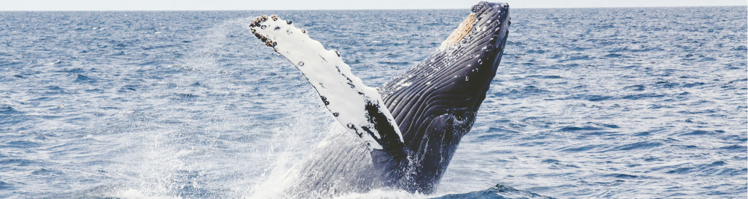 oahu-whale-watching(1).jpg