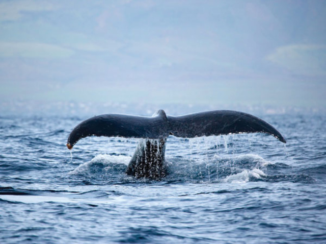 oahu whale watching