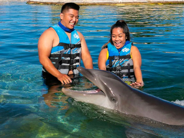 sealife park aloha dolphins