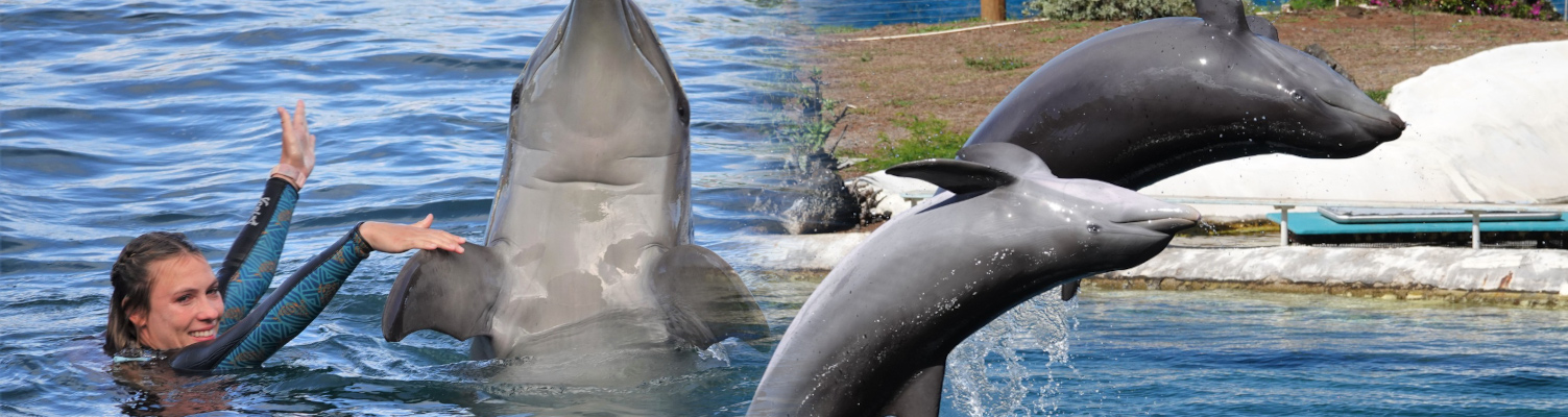 sealife park dolphin exploration