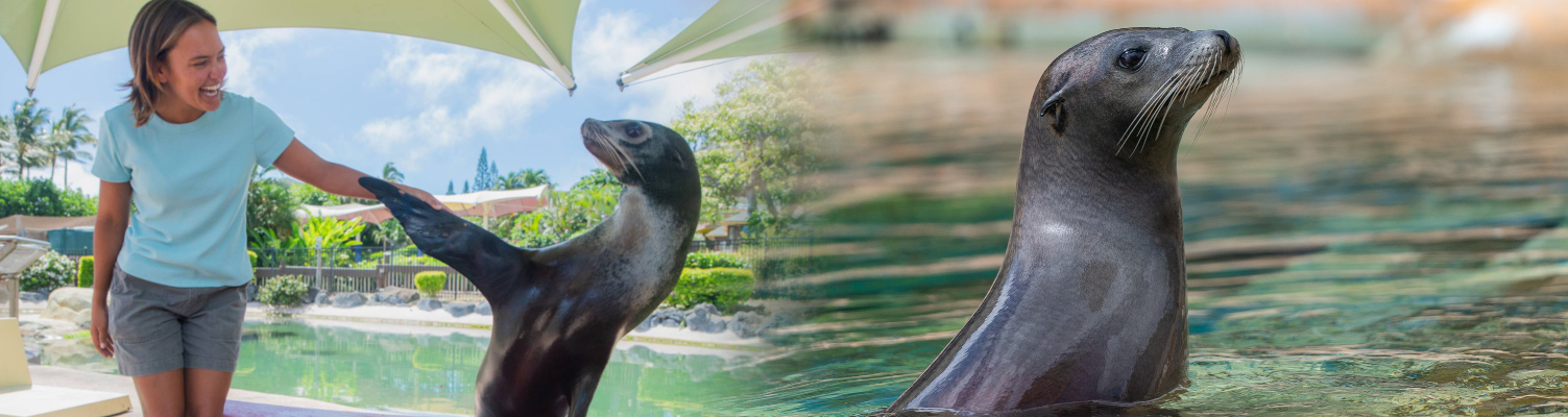 sealife park sealion discovery