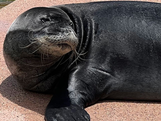 sealion discovery at sealife park