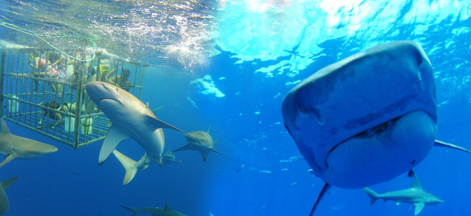 Oahu Shark Encounters