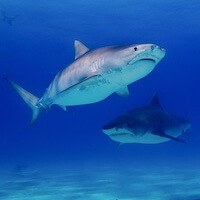 Oahu Shark Encounters