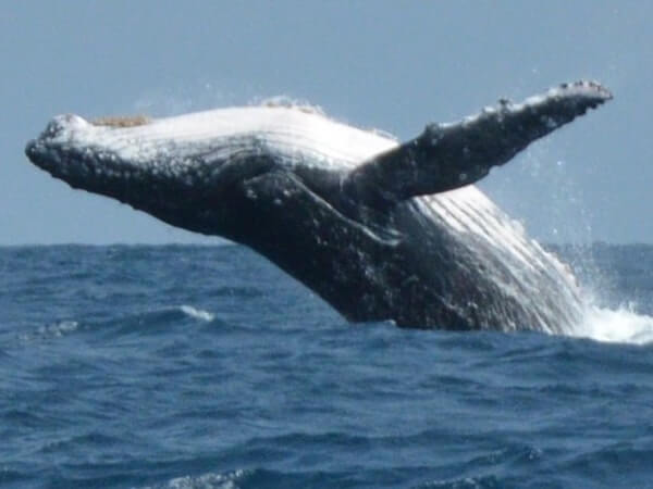 Oahu Whale Watching